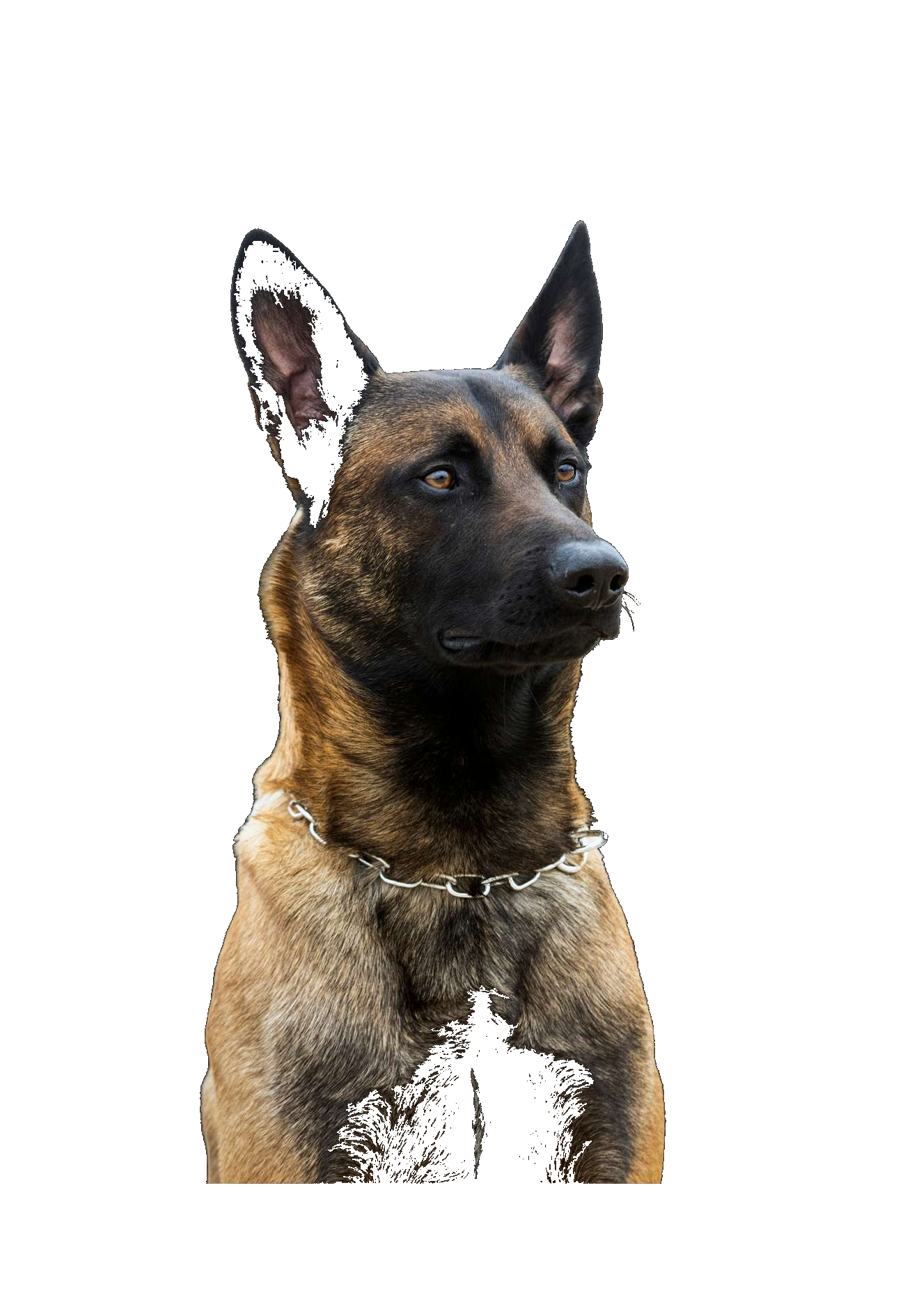 Belgian Malinois K-9 Security