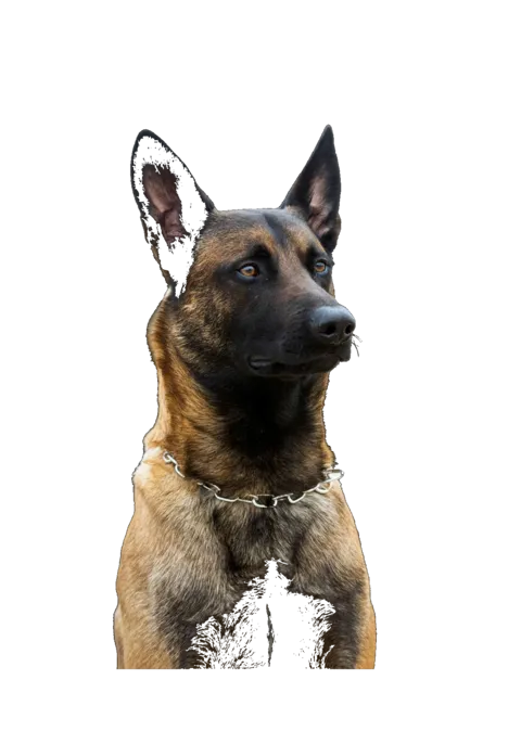 Belgian Malinois K-9 Security